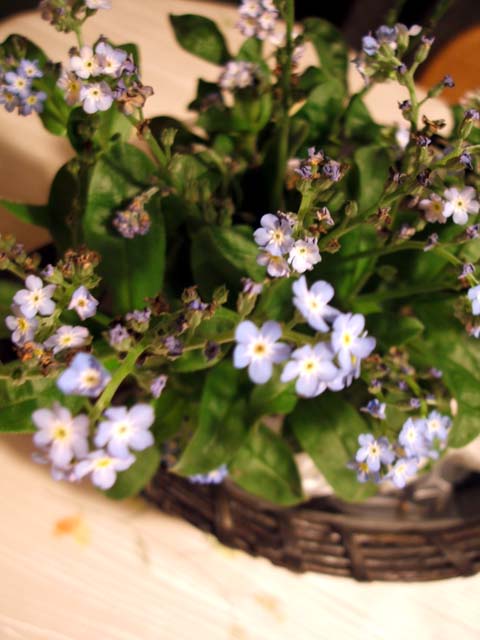 b0052523_85349.jpg