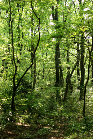 e0071225_1147787.jpg