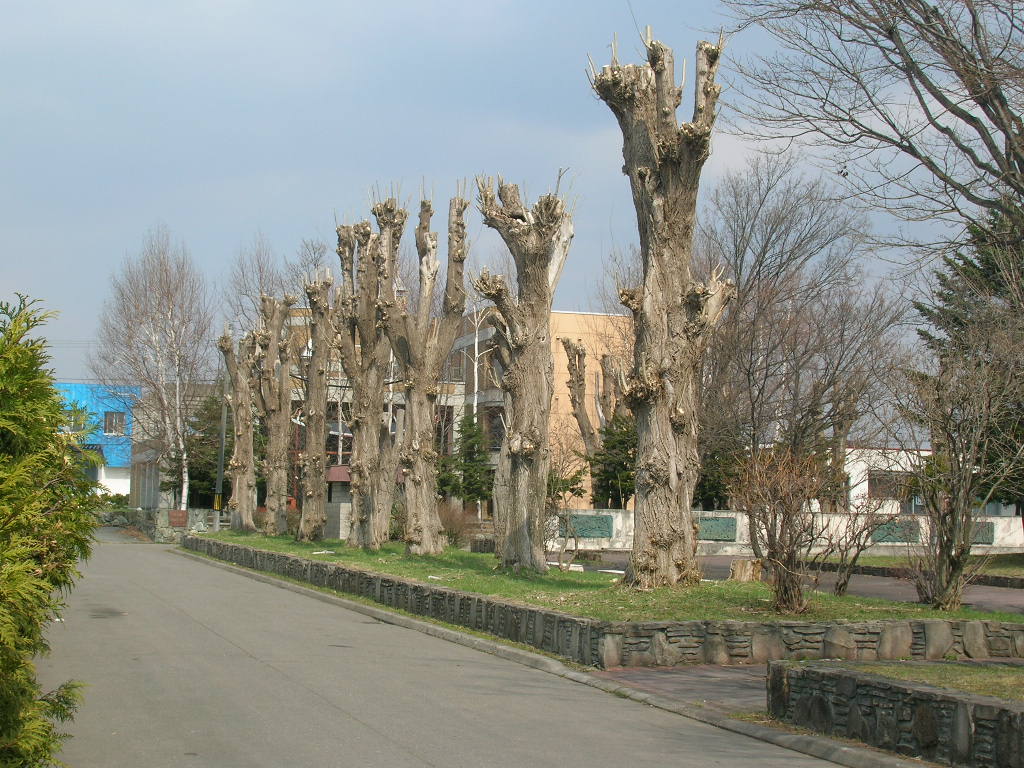 f0051125_2020013.jpg