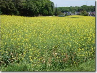 4月29日菜の花畑