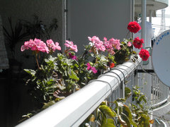 a0088456_100525.jpg
