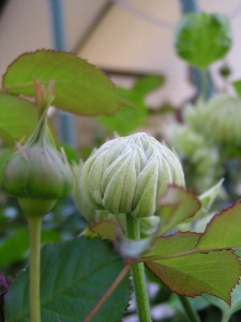 f0074659_17202386.jpg