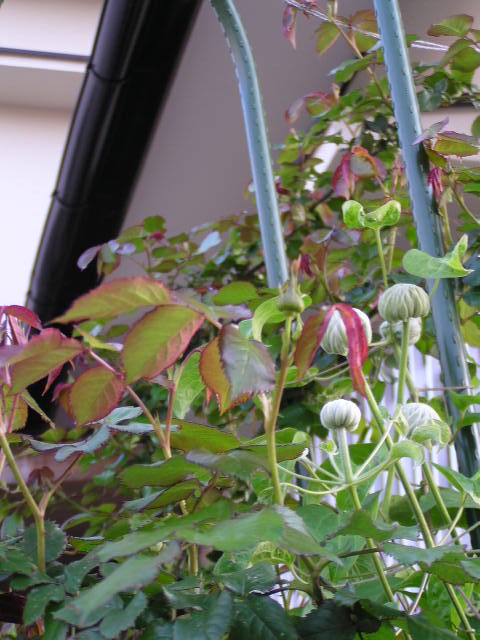 f0074659_1721130.jpg