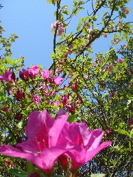 c0108460_17133750.jpg