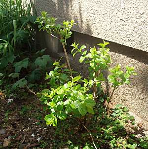 e0060374_11232762.jpg