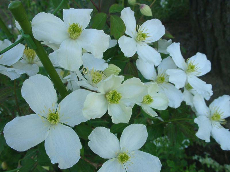 a0079880_118128.jpg
