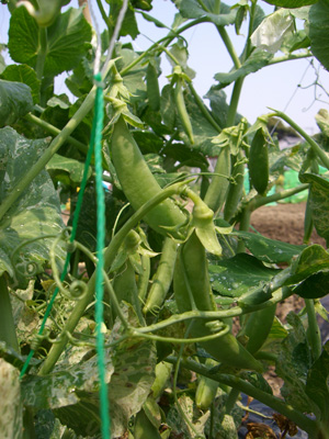 f0070493_10381.jpg