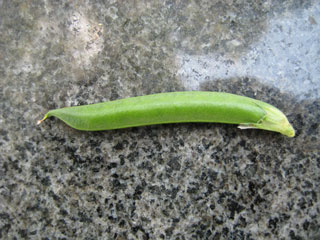 b0097200_16212955.jpg