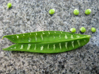 b0097200_16234760.jpg
