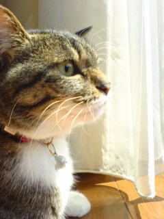 c0035001_1651729.jpg