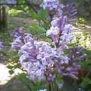 d0085018_1582217.jpg