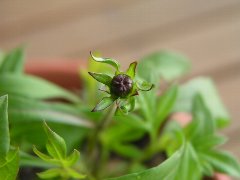 b0031925_10364485.jpg
