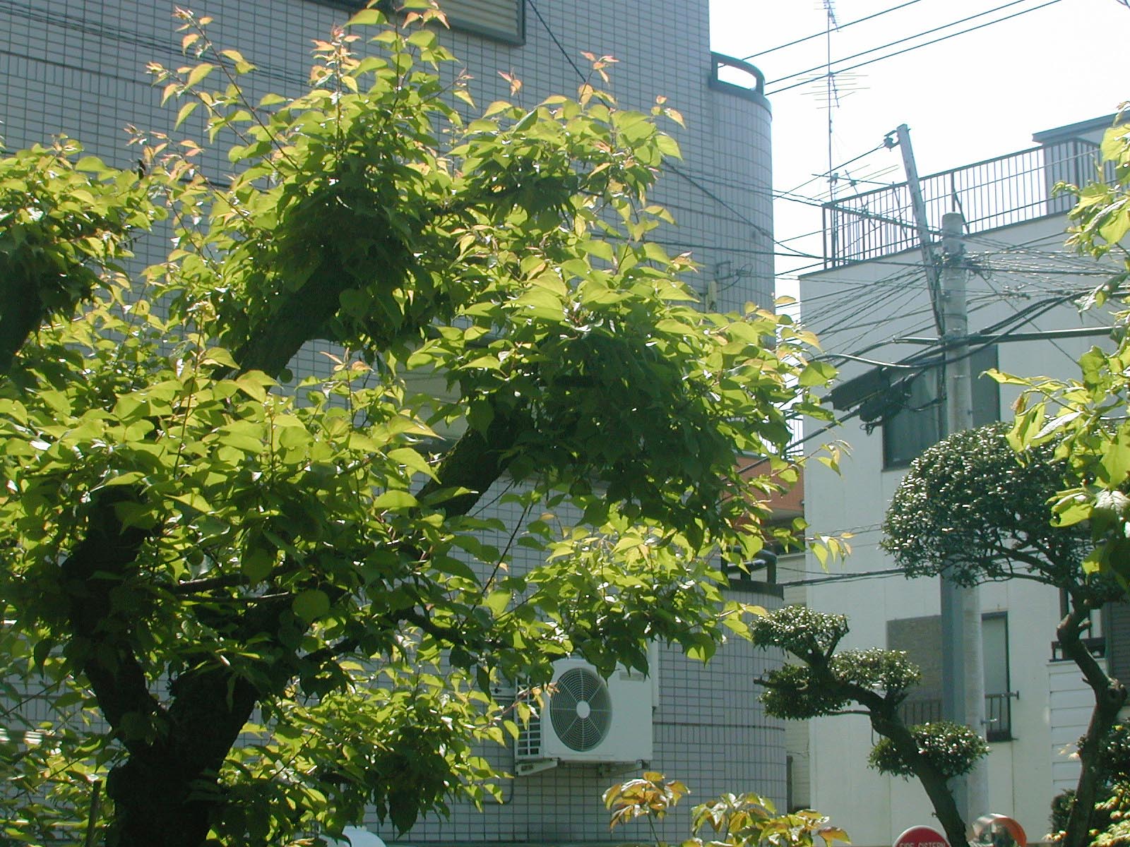 b0021251_12381716.jpg