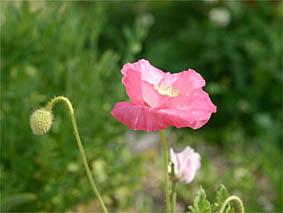 f0062055_921296.jpg