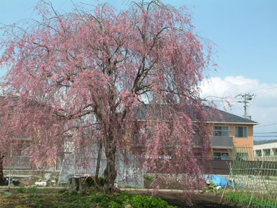 c0050264_13221028.jpg