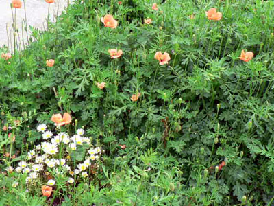 f0086169_23325870.jpg