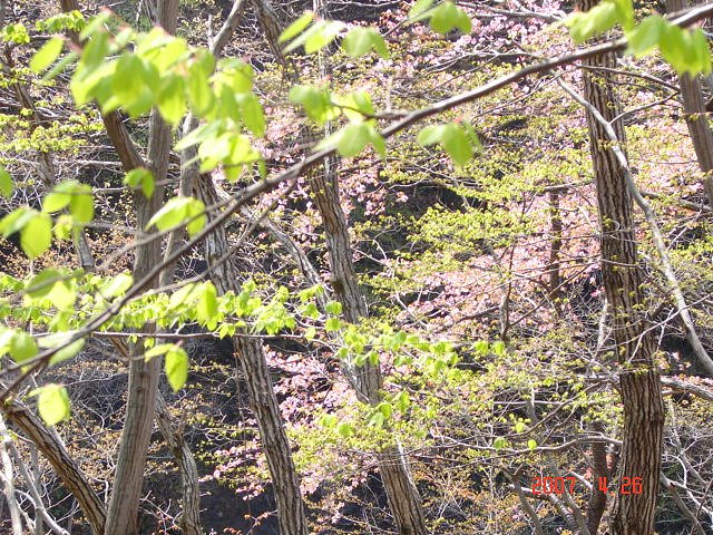 f0104277_650264.jpg