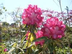 a0061594_124477.jpg