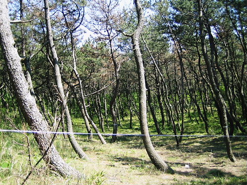 f0063216_17231899.jpg