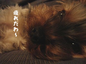 c0087521_21551379.jpg