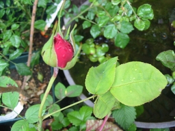 f0105732_119851.jpg