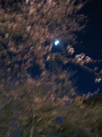 f0011734_1541338.jpg