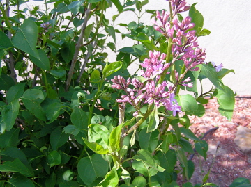 e0104941_1405920.jpg