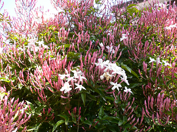 c0069048_232042100.jpg