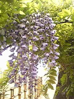 c0069552_9177100.jpg