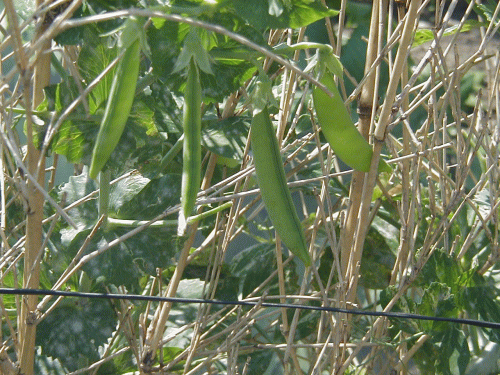 d0098363_104382.gif