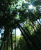 c0066080_1192370.jpg