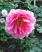 c0066080_191049.jpg