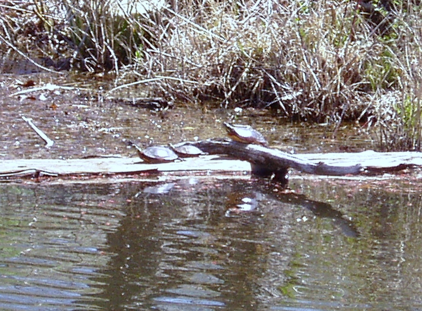 f0024887_1259778.jpg