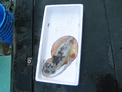 f0063216_11243192.jpg
