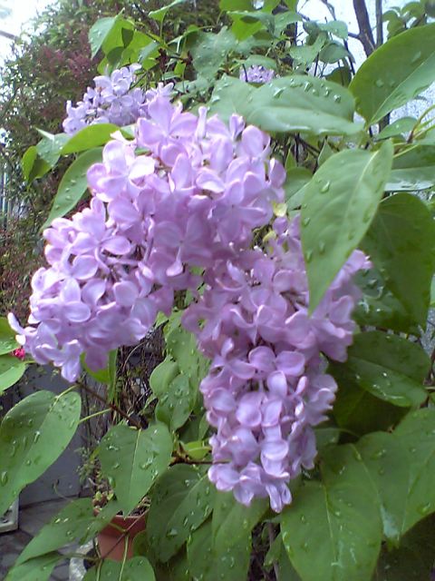 d0035823_9412626.jpg