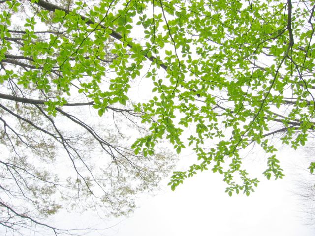 a0095337_0344915.jpg