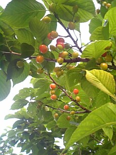e0107371_071477.jpg