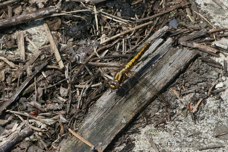 b0088772_20293585.jpg