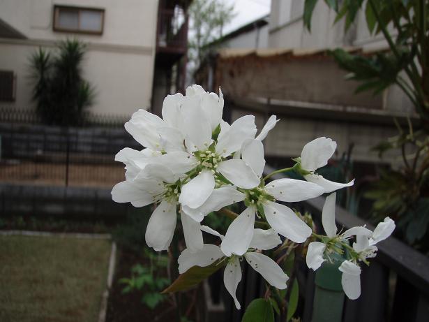 f0085291_20115235.jpg