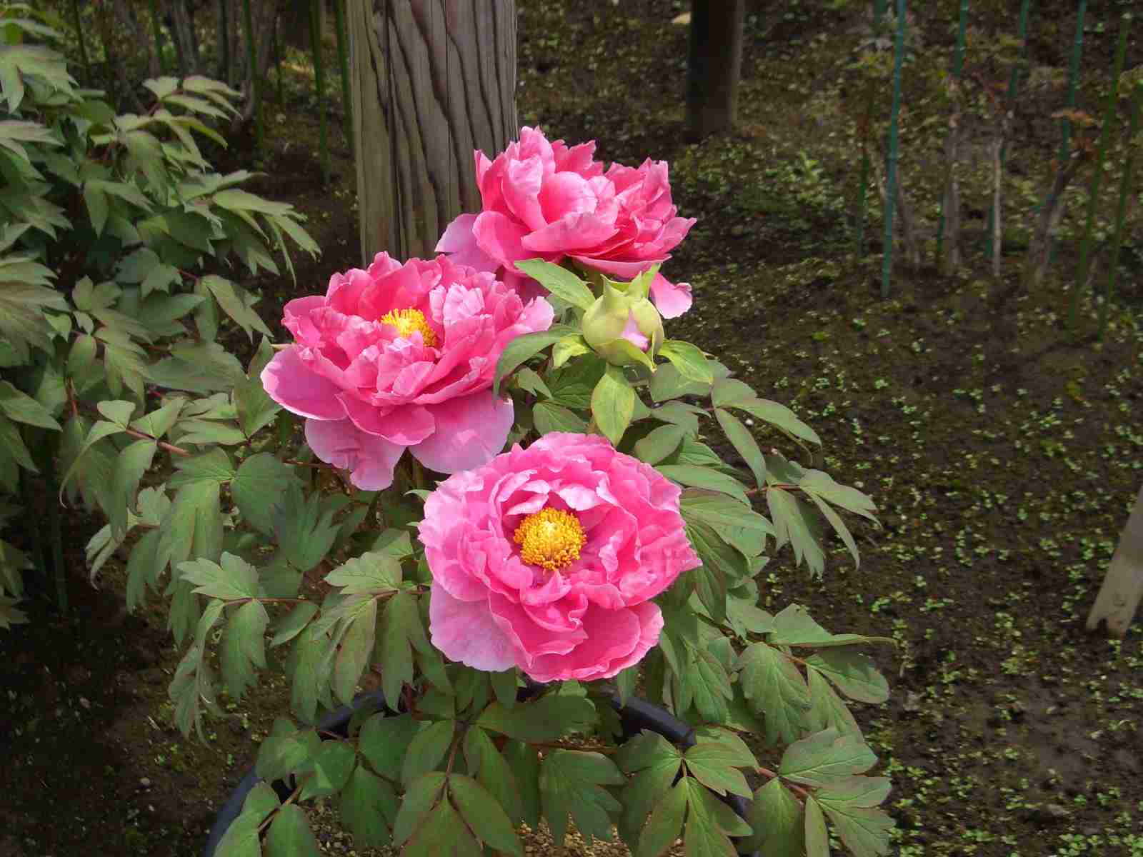 c0011796_2138283.jpg