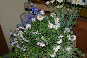 c0039898_2314460.jpg
