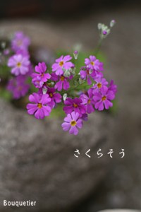 e0106802_050491.jpg