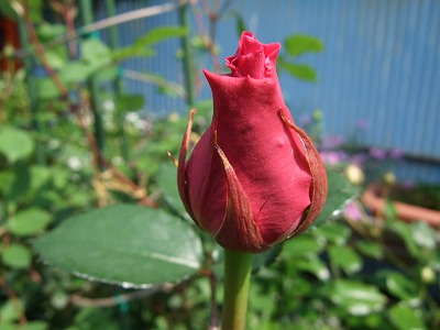 b0107310_20452456.jpg