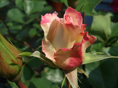 b0107310_2045575.jpg