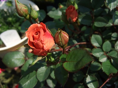 b0107310_20461428.jpg