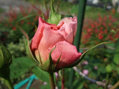 b0107310_20462788.jpg