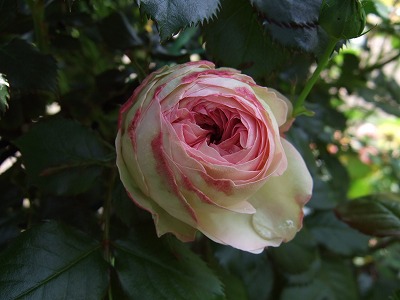 b0107310_204757.jpg