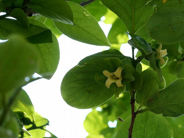 b0064411_15115112.jpg