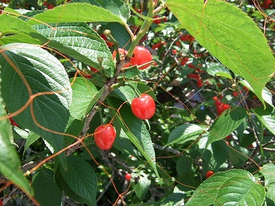 c0038334_218762.jpg