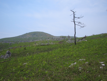 e0110940_208369.jpg